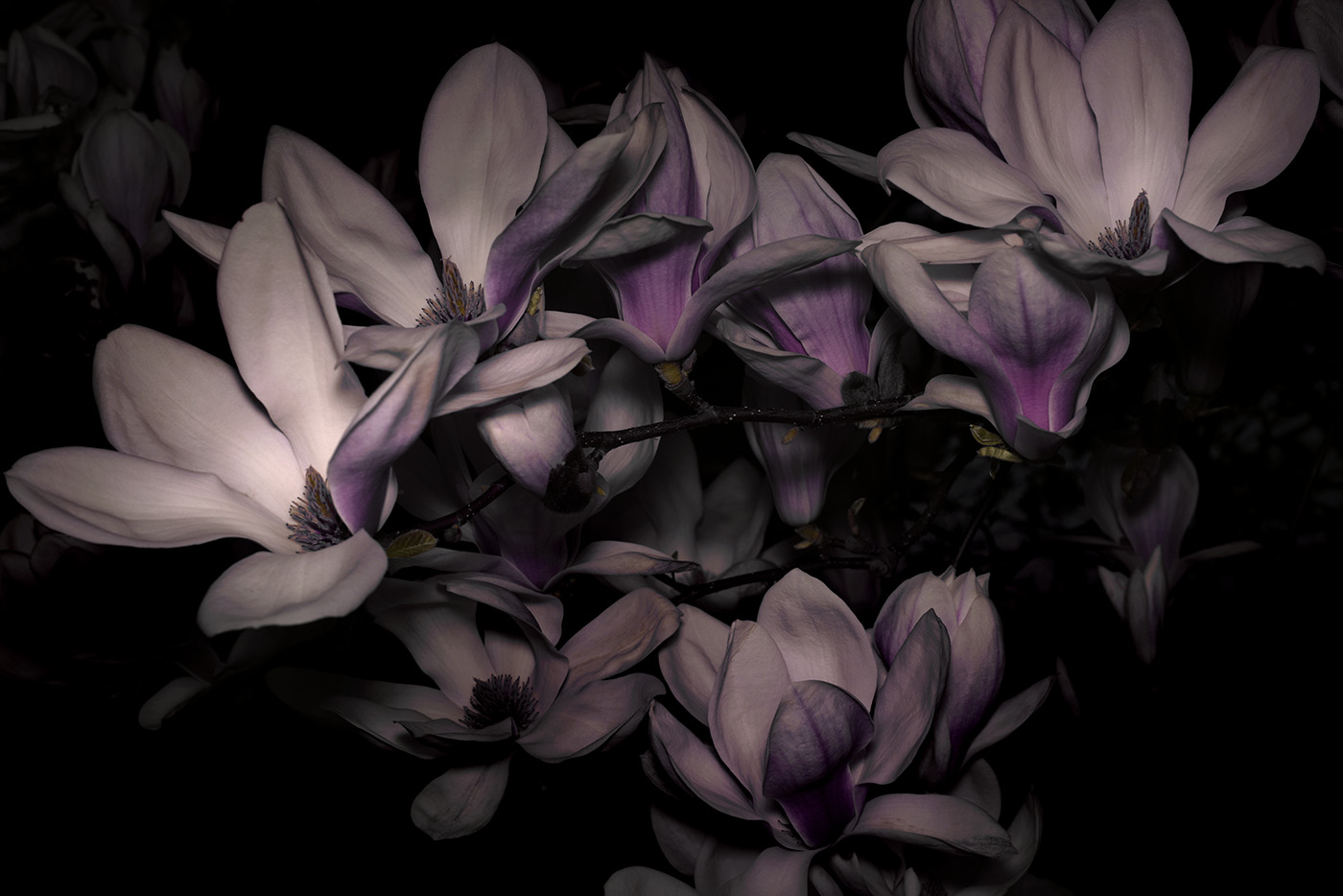 Bild aus der Erblüht-Serie · image of bloomed series