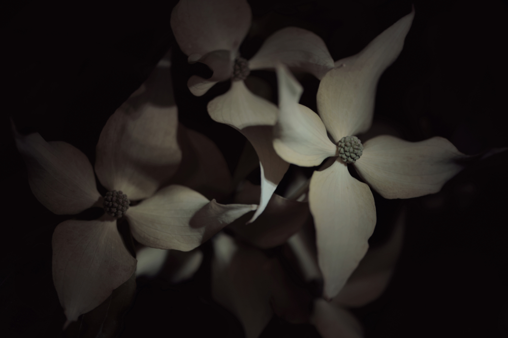 Bild aus der Erblüht-Serie · image of bloomed series